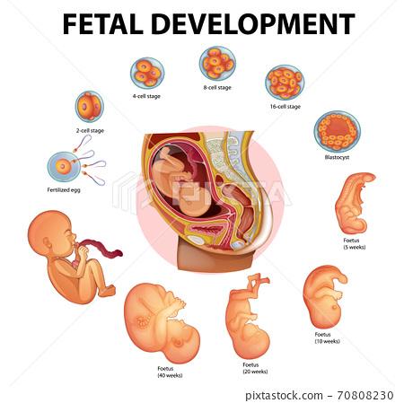 Embryonic development 