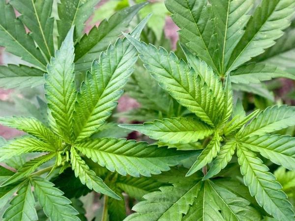 Cannabis-Legalisierung könnte laut Ökonomen Milliarden für den Staatshaushalt bringen