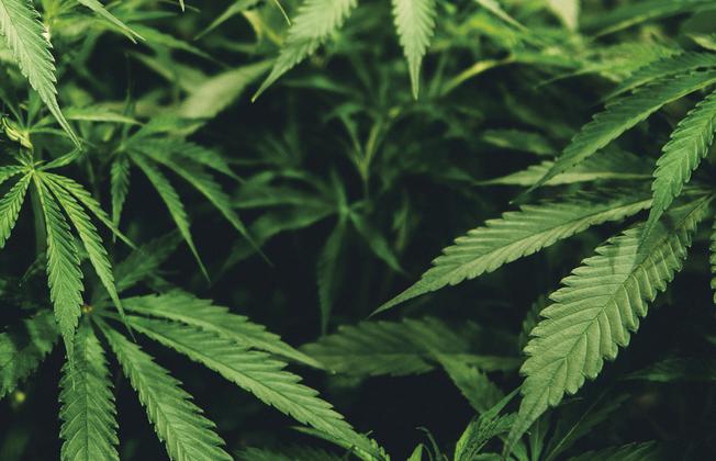 Cannabis-Legalisierung könnte laut Ökonomen Milliarden für den Staatshaushalt bringen 