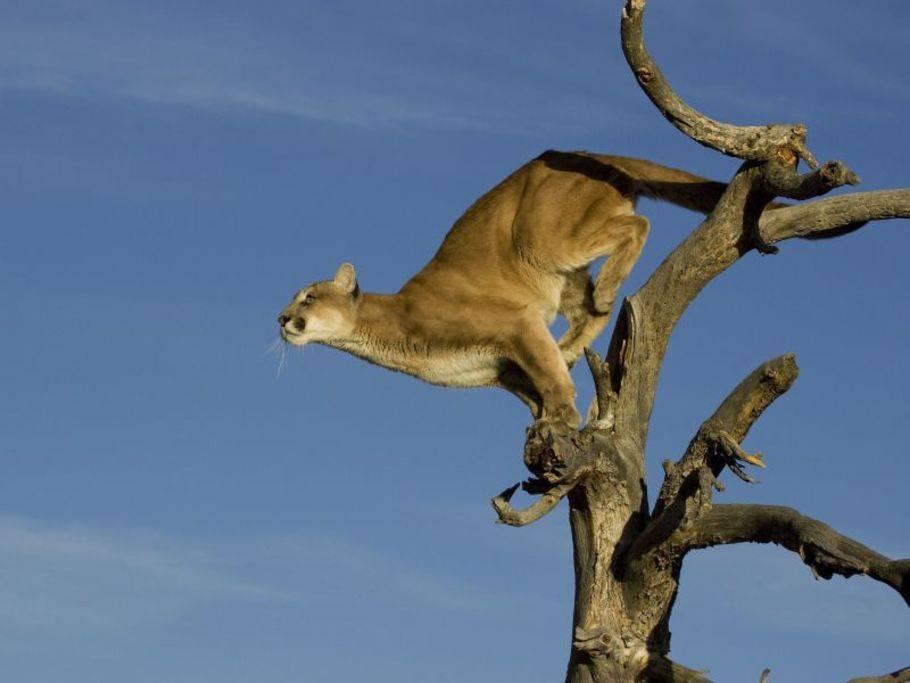 Von Bettvorleger zu Raubkatze: Puma auf dem Sprung 