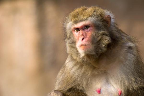 Monkey Herpes B: Was ist dieses neue tödliche Virus für den Menschen? 
