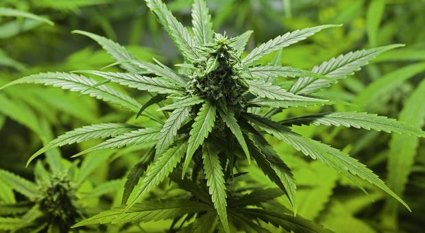 Gesundheit: Der neueste französische Parlamentsbericht über Cannabis empfiehlt seine Legalisierung 