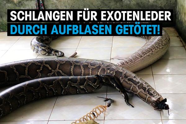 New unveiling: Leather industry kills pythons by inflating