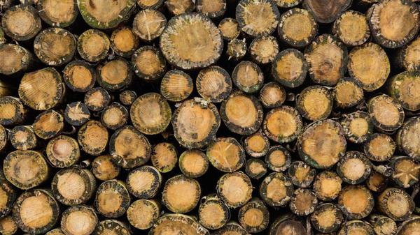 Precios de la madera y huelgas: ¿La madera en Alemania se volverá demasiado costosa y escasa?