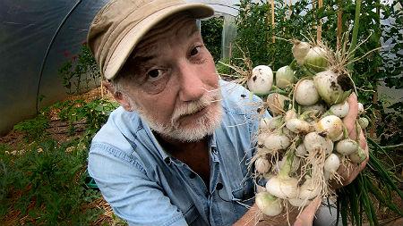 Silver onions: grow, harvest and insert