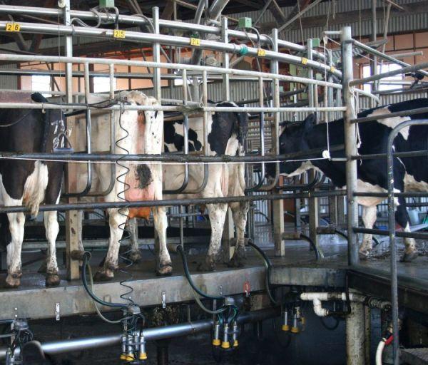 Milchsektor: 165 tragende Milchkühe landen in Ivato
