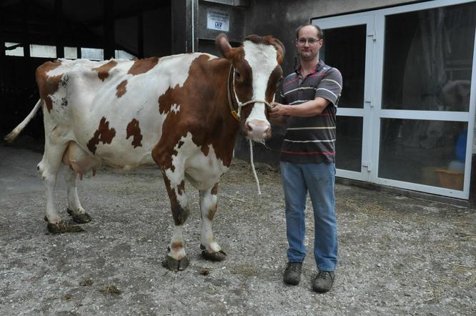 Milchsektor: 165 tragende Milchkühe landen in Ivato 