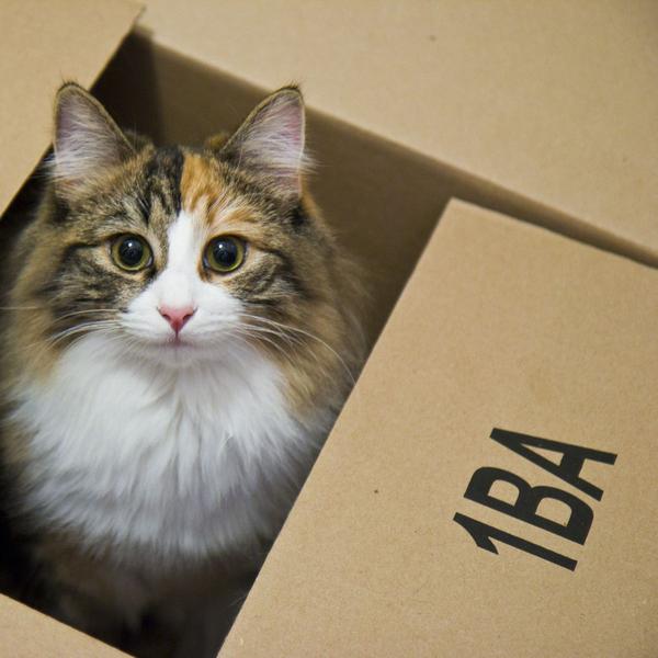 # Los gatos en cajas # En las cajas # #
