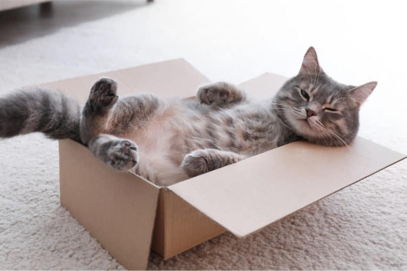 Katzen in Kisten: Warum Stubentiger enge Boxen mögen 