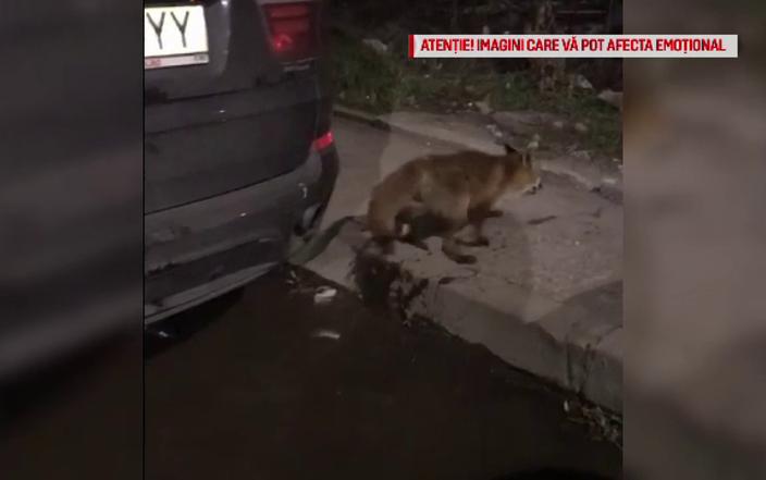 Vulpe prinsă pe un bulevard din Bucureşti. "Mami, avem un căţel nou"