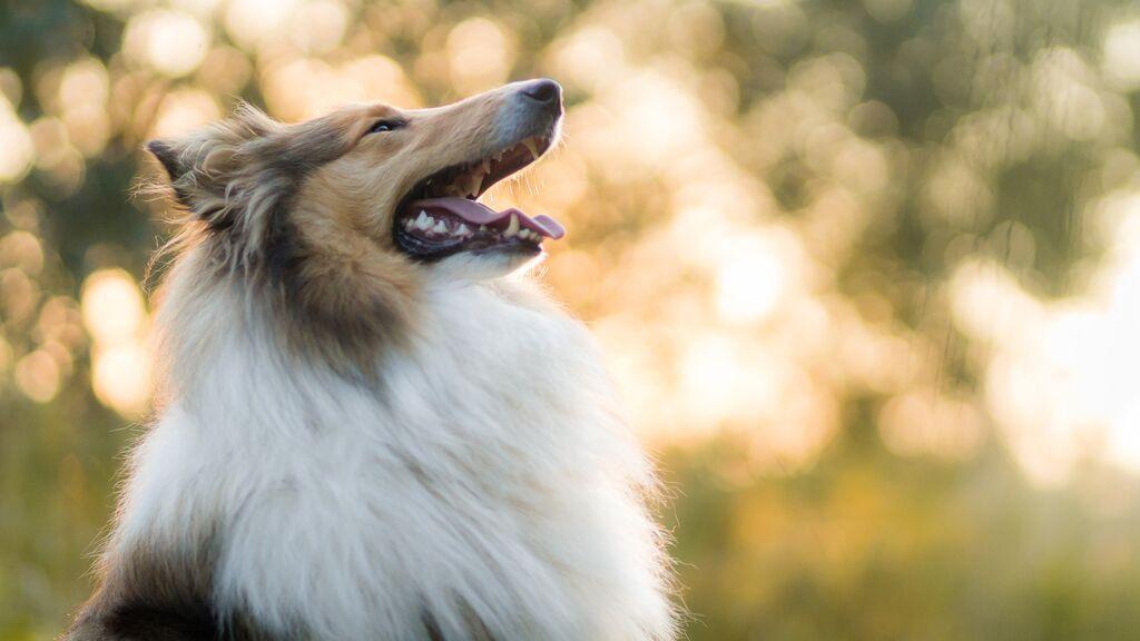  Médicos advierten de que los síntomas del golpe de calor pueden pasar desapercibidos KOME, alimento 100% natural para tu mascota