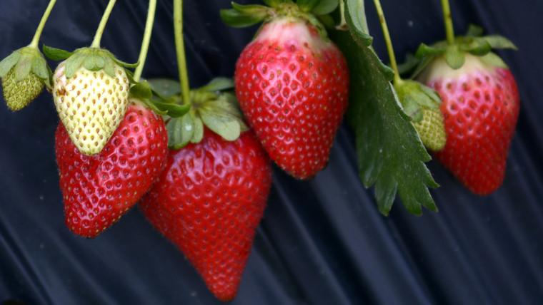 Freshuelva advierte de las graves consecuencias de los incrementos de costes en el sector de los berries | Heconomia.es - Información económica y empresarial de Huelva