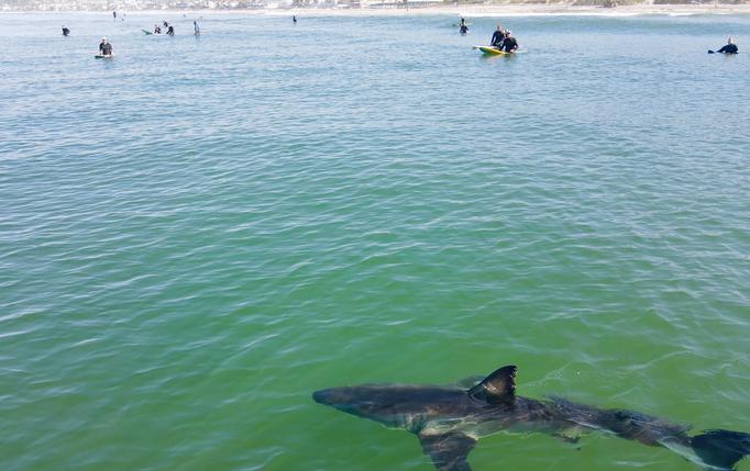 Drone footage captured of great white sharks off coast of Del Mar
