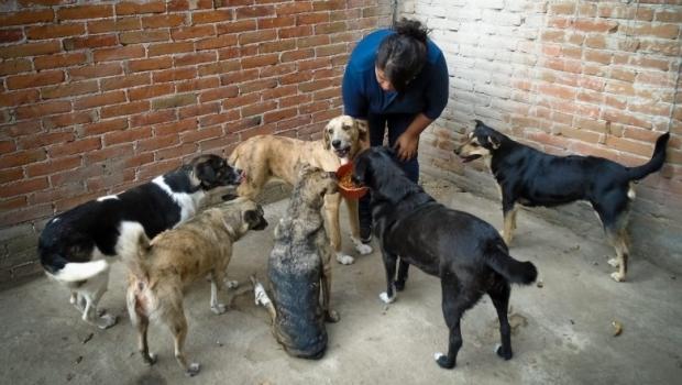  URBAN |  Huellitas de Amor, repairing the broken hearts of abandoned pets - Urbano |  Mexico News