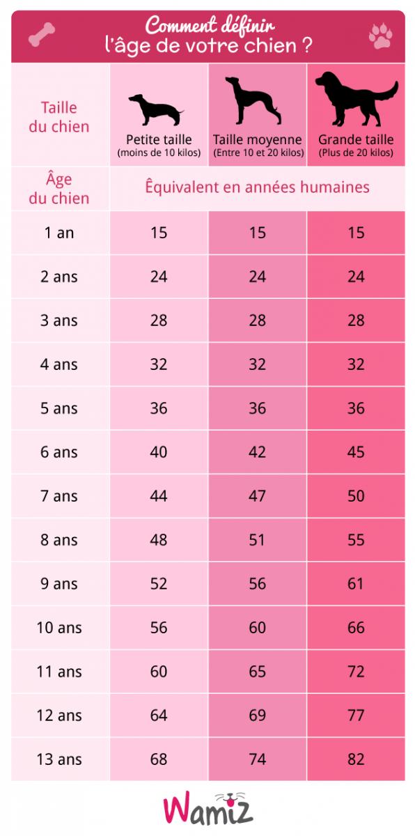 Espérance de vie, calcul en années humaines : tout savoir sur l'âge de votre chien 