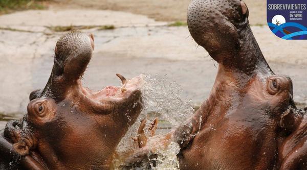 Escobar's hippos and more eccentricities of Colombian drug traffickers