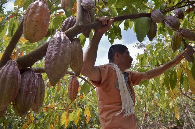 Cacao de la Amazonía colombiana construye paz, no deforesta y sabe bien