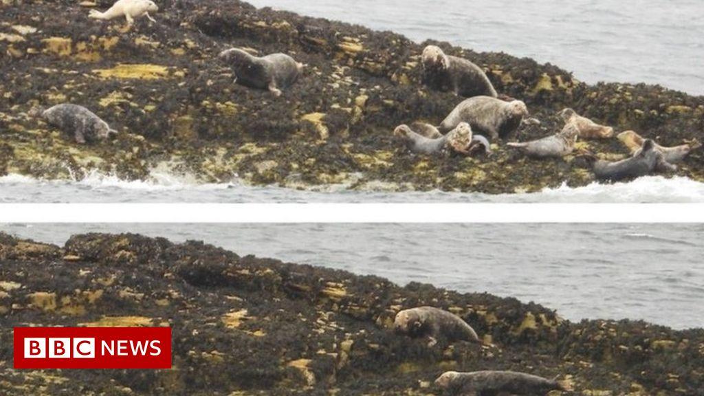 UK conservationists remind drone pilots to avoid spooking seals 