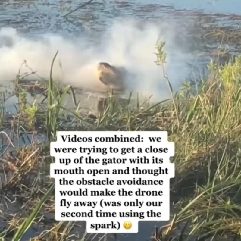 WATCH: Alligator Chewing on Drone Flown at Florida Wetlands Sparks Cruelty Debate