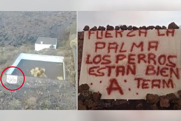 The 'Team A' rescues the dogs of La Palma affected by the volcano