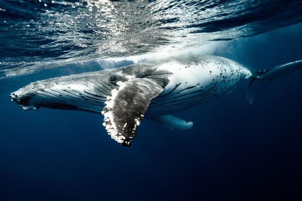 Dit is waarom baleinwalvissen niet verdrinken als ze liters zeewater met krill achterover klokken