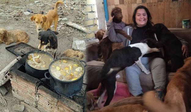 ¿Quieres adoptar a una mascota? En estos albergues puedes salvar a un animalito abandonado