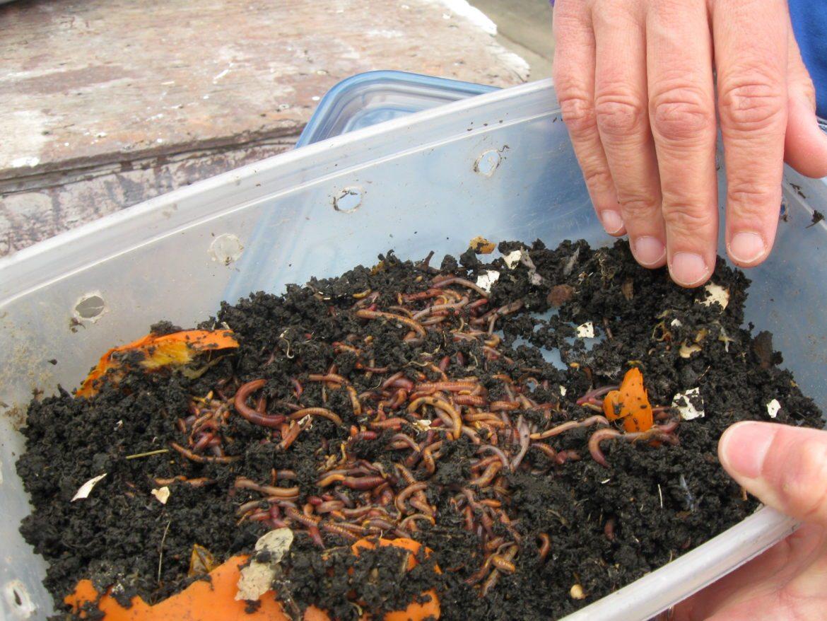 Компостер за апартамент: когато моите червеи земните червеи рециклират my waste 