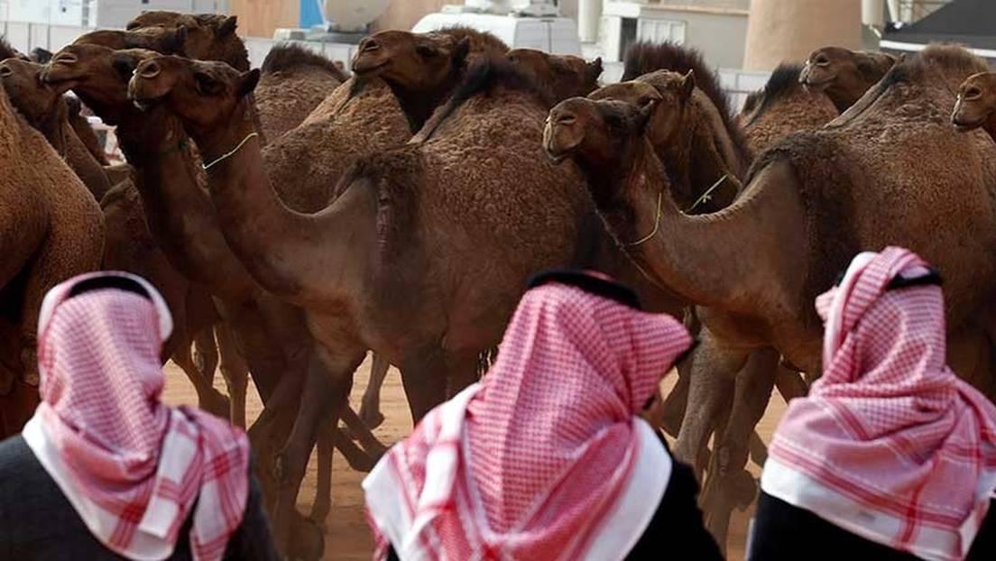 Por llevar bótox, los descalifican en concurso de belleza de Arabia Saudita ¡de camellos! 