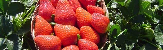Freshuelva logra la apertura de Canadá para la exportación de fresas a partir de esta misma campaña | Heconomia.es - Información económica y empresarial de Huelva 