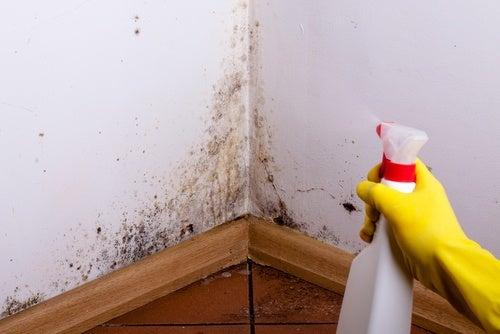 How to easily clean moisture and mold 