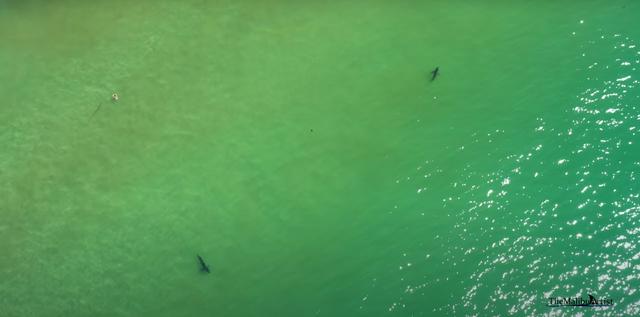 Drone Pilot Records Sharks Swimming Near People in Malibu 