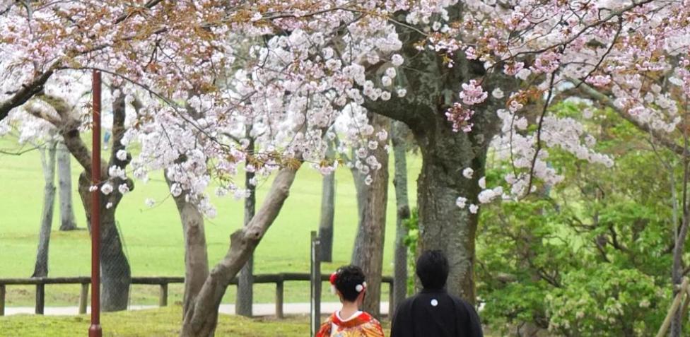 Collingwood Ingram, the Englishman who saved the Japanese cherry trees from extinction