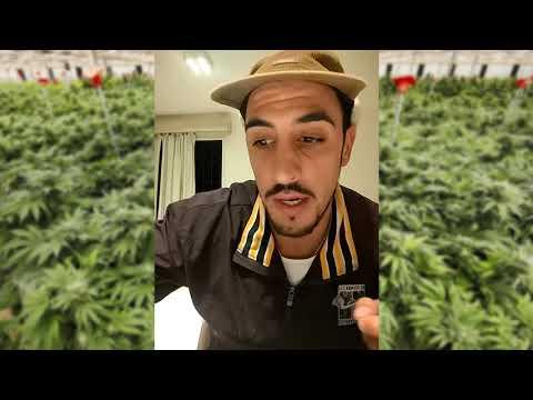 Jóvenes cordobeses que van a cosechar marihuana a California: el viaje de los “trimmers”