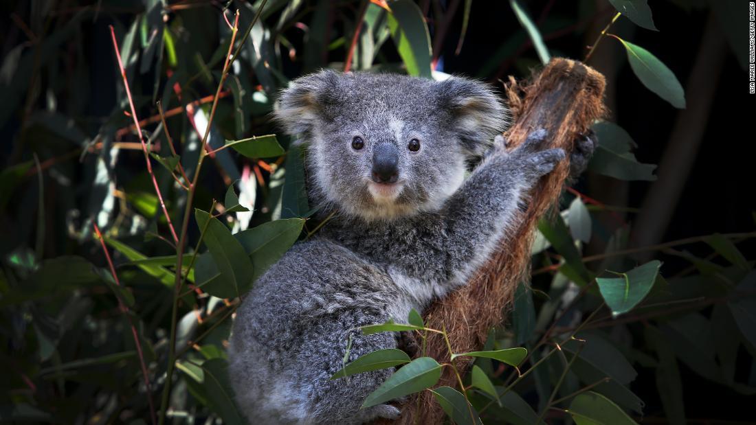 Record $50 million for Koalas | Mirage News