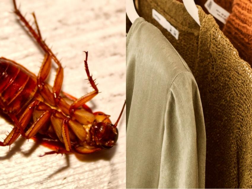 How to remove the cockroach smell from cold clothes?