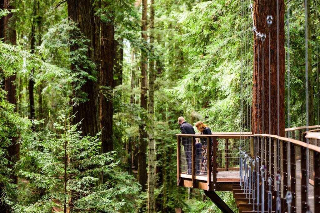 Immersion among redwoods: the new aerial walkway to walk among the tallest trees on the planet