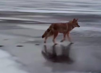 Penticton News iN VIDEO: Drone captures coyotes prancing around on Skaha Lake