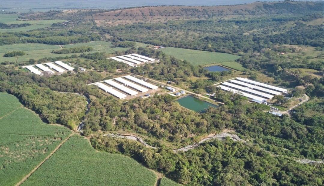 Cargill abre granja de levante de reproductoras 'El vínculo' en el Valle 