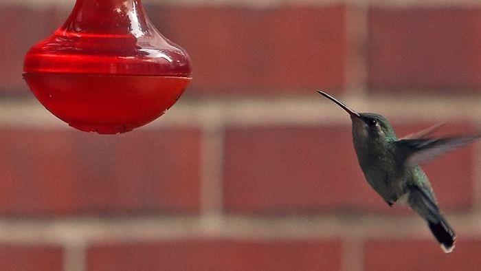 Esto hacen en México con el colibrí, ave amenazada y convertida en amuleto