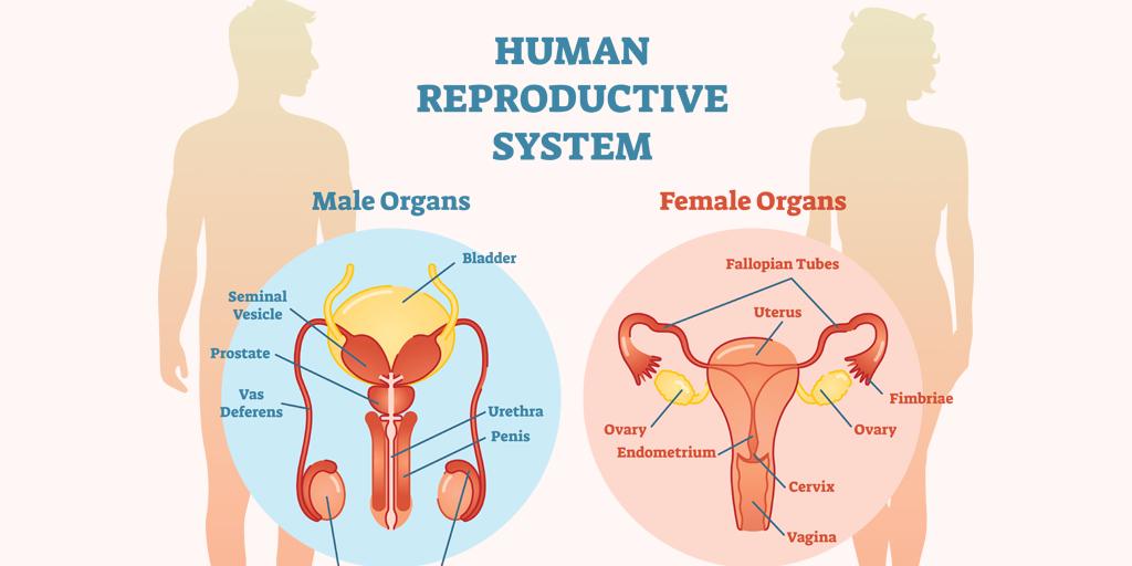 Female reproductive organ anatomy, parts, and function Medical News Today 
