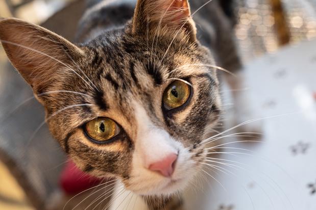 Lo más leído Declaración de amor o amenaza: ¿por qué el gato me mira tan fijo? Lo
más leído
del día Comentarios