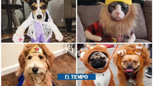 ¿Cómo cuidar a nuestras mascotas durante el fin de semana de Halloween?