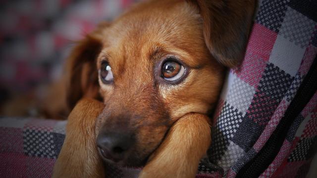 Así cambia la personalidad de los perros al hacerse mayores