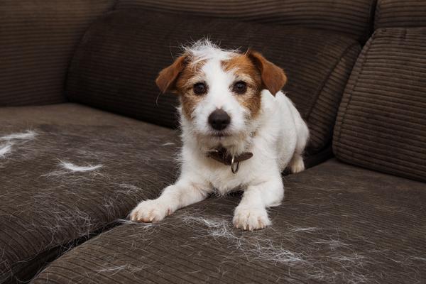 Ocho trucos para quitar los pelos de tu mascota de los muebles y la ropa