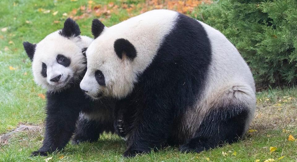 Les pandas de Beauval, machine à cash ou gouffre financier? 