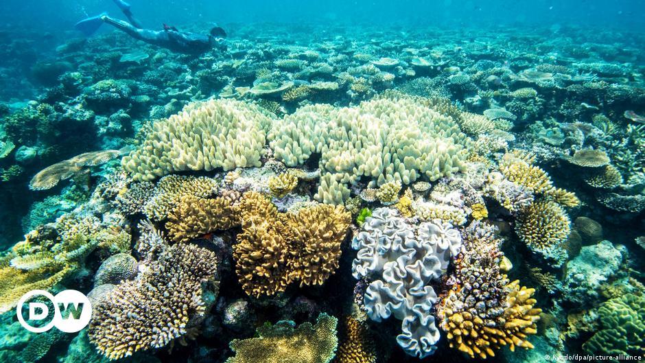 Australia anuncia paquete de ayuda económica para proteger la Gran Barrera de Coral 