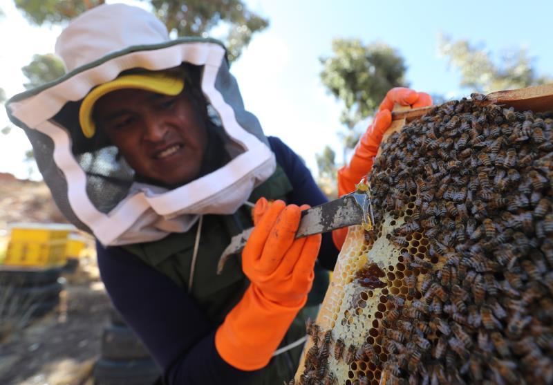 Un reino de abejas en las alturas bolivianas a orillas del lago Titicaca 