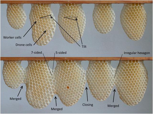 Stigmergy versus behavioral flexibility and planning in honeybee comb construction Stigmergy versus behavioral flexibility and planning in honeybee comb construction