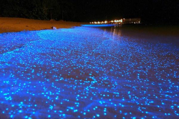 Take a dip in the Maldives' "Sea of ​​Stars" where ocean waves shimmer with blue light