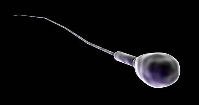¿Cuál es la esperanza de vida de un espermatozoide después de la eyaculación? 